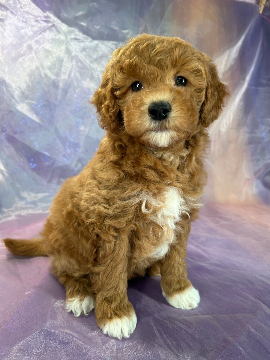 Mini Goldendoodle Puppy for Sale $1200 DOB 9-3-2023